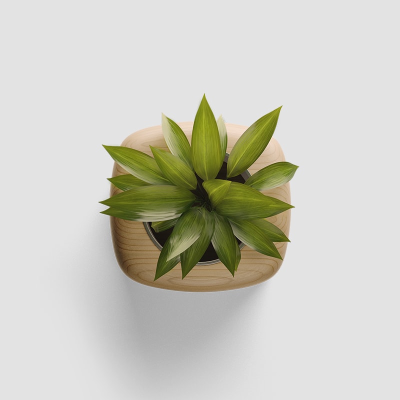 Plant Realistic Mockup